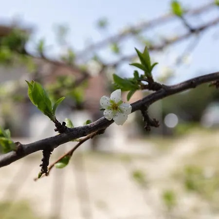 In Campagna A 木屋